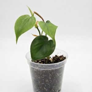 Heart Leaf Philodendron – Sweetheart Vine - Image 5