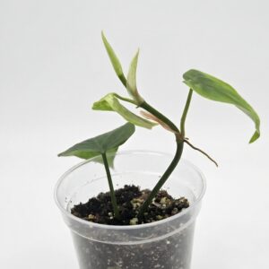 Heart Leaf Philodendron – Sweetheart Vine - Image 3