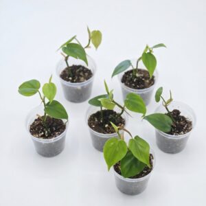 Heart Leaf Philodendron – Sweetheart Vine - Image 2