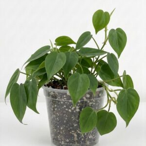 Heart Leaf Philodendron – Sweetheart Vine - Image 1