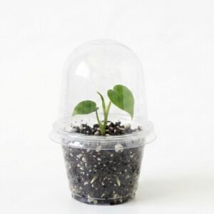 Heart Leaf Philodendron – Sweetheart Vine - Image 2