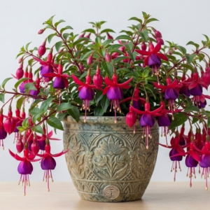 Fuchsia