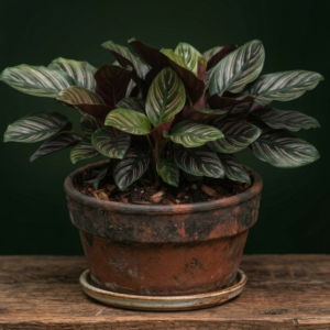 Calathea