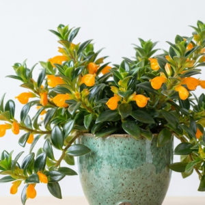 Goldfish Plant