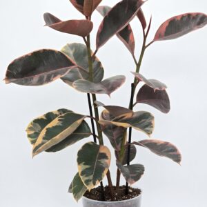 Ficus Elastic 'Ruby' (Variegated Rubber Tree) - Image 1