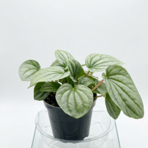 Silver Ripple Peperomia (Peperomia caperata 'Frost')