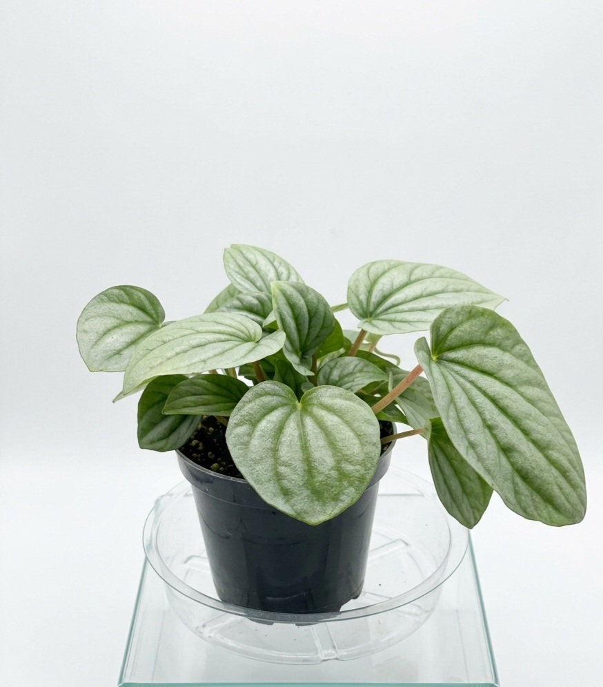 Silver Ripple Peperomia (Peperomia caperata 'Frost')