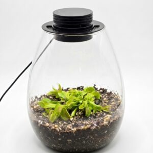 Teardrop Terrarium