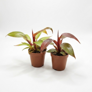 Philodendron 'Prince of Orange' Starter Plant