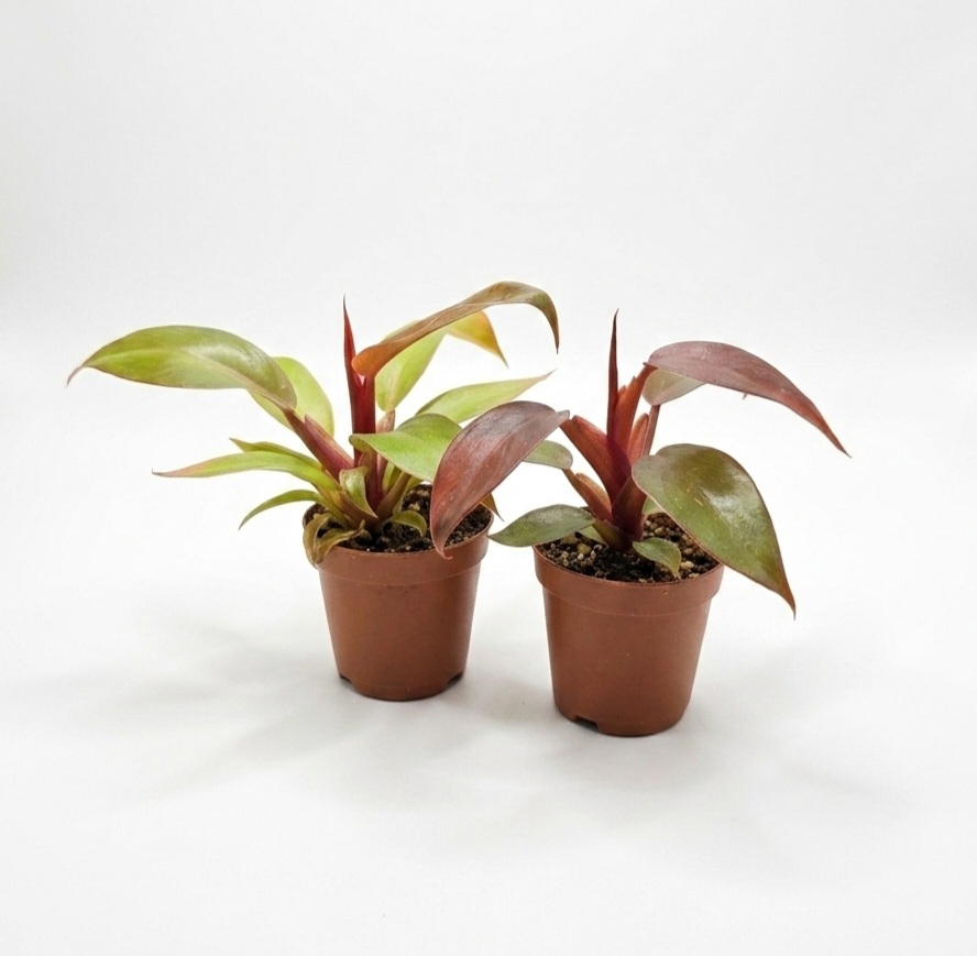 Philodendron 'Prince of Orange' Starter Plant