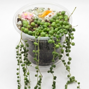 Clear Koi Pond Nursery Pot with Live String of Pearls