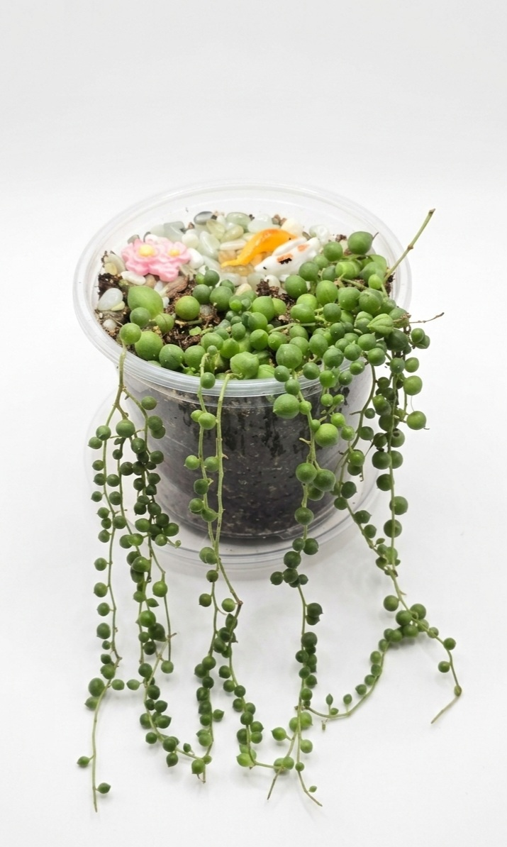 Clear Koi Pond Nursery Pot with Live String of Pearls