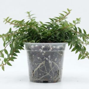 Hoya bella – Miniature Wax Plant - Image 1