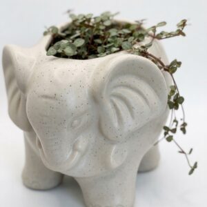 Ceramic Elephant Planter with String of Spades