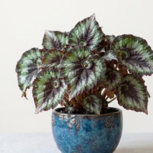 Begonia (Rex)