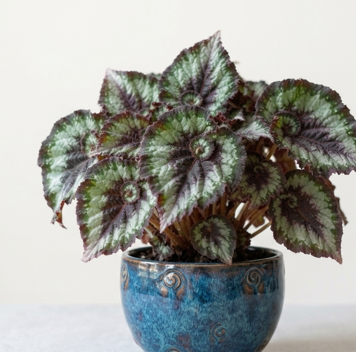 Begonia (Rex)