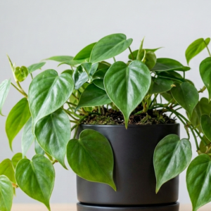 Heartleaf Philodendron