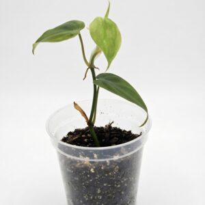 Heart Leaf Philodendron – Sweetheart Vine - Image 4