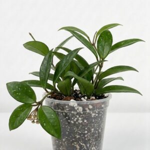 Green Wax Plant (Hoya carnosa) - Image 1