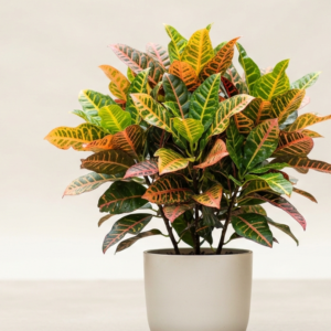 Croton