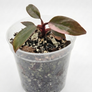 Pink Princess – Variegated Blushing Philodendron - Image 1