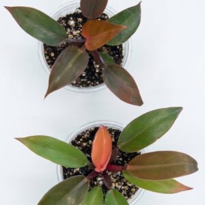 Philodendron 'Prince of Orange' - Image 6