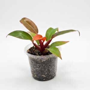Philodendron 'Prince of Orange' - Image 1