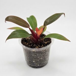 Philodendron 'Prince of Orange' - Image 4