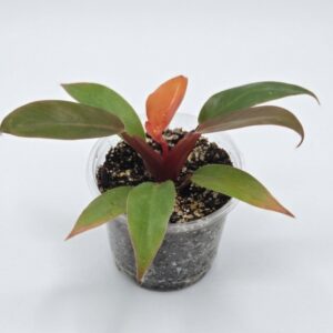 Philodendron 'Prince of Orange' - Image 2