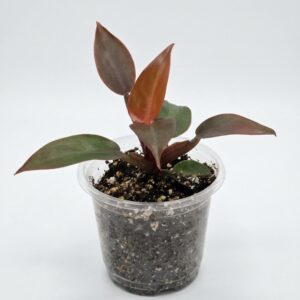 Philodendron 'Prince of Orange' - Image 3