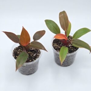 Philodendron 'Prince of Orange' - Image 5