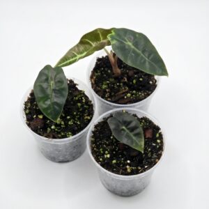 Alocasia Polly (Amazonica) - Image 5