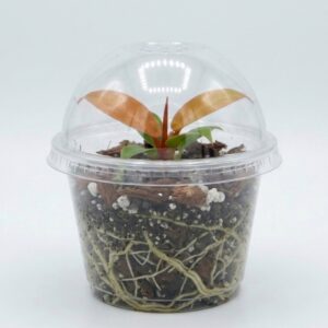 Philodendron 'Prince of Orange' - Image 2