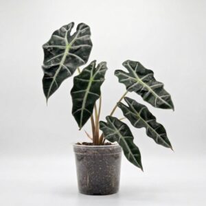 Alocasia amazonica ‘Polly’ – Elephant Ear / African Mask Plant - Image 6