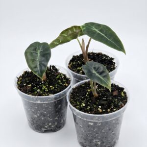 Alocasia Polly (Amazonica) - Image 1
