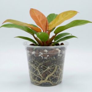 Philodendron 'Prince of Orange' - Image 1