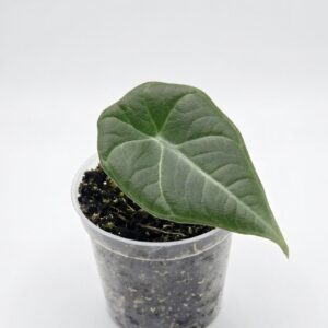 Alocasia Velvet Dragon (Grey Dragon) - Image 3