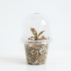 Ficus Elastic 'Ruby' (Variegated Rubber Tree) - Image 4