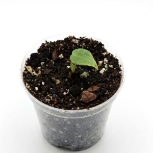 Alocasia Velvet Dragon (Grey Dragon) - Image 4