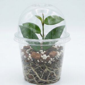 Green Wax Plant (Hoya carnosa) - Image 3