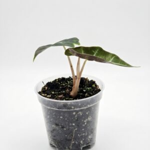 Alocasia Polly (Amazonica) - Image 2