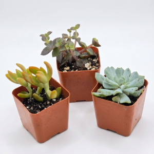 Succulents - Image 3