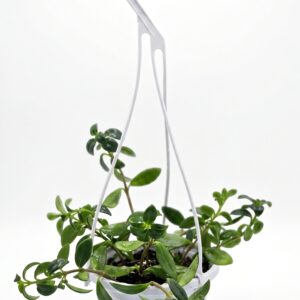 Goldfish Plant – Nematanthus - Image 2