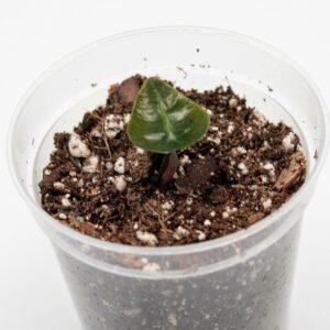 Alocasia amazonica ‘Polly’ – Elephant Ear / African Mask Plant - Image 2