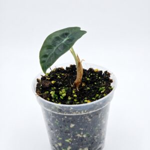 Alocasia Polly (Amazonica) - Image 4