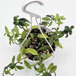 Goldfish Plant – Nematanthus - Image 3