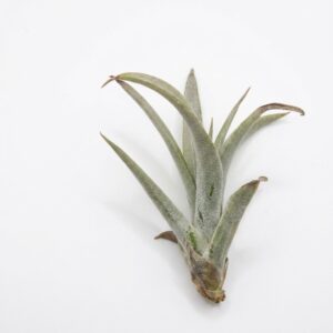 Ultimate Tillandsia Air Plant Collection - Image 4