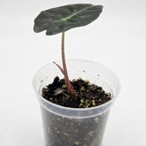 Alocasia amazonica ‘Polly’ – Elephant Ear / African Mask Plant - Image 4