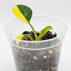 Philodendron 'Congo' – Premium Imperial Green Elephant Ear - Image 1