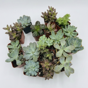 Succulents - Image 2